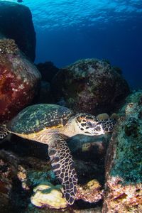 Turtle on rock by sea