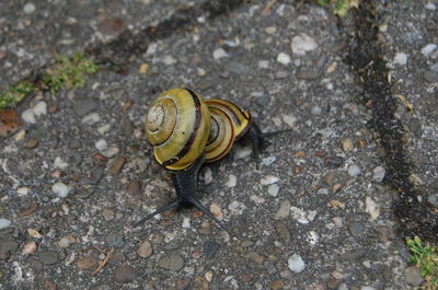 High angle view of snail on ground