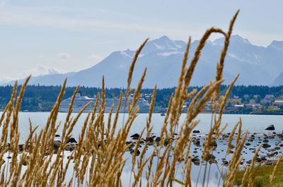 Scenic view of lake against sky during winter