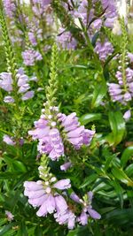 Close-up of purple flowers blooming outdoors