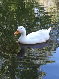 Close-up of swan swimming on lake