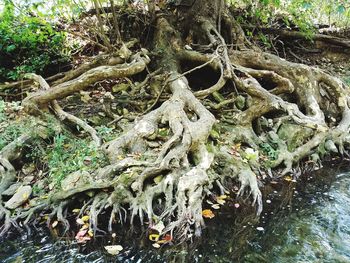 Close-up of tree roots