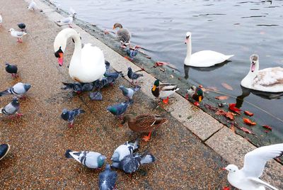 High angle view of swans on lake