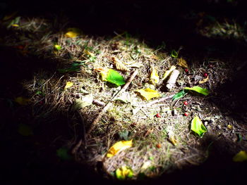 Plants growing on field at night