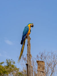 Bird perching on wooden post against sky