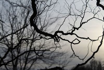 Low angle view of bare tree against sky