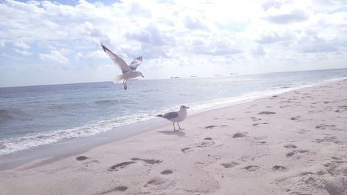 Seagulls at beach against sky