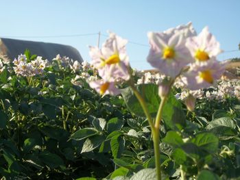 Close-up of flowering plants against sky