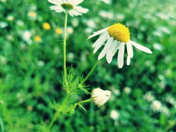Close-up of white daisy flower on field