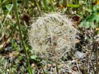 Close-up of dandelion flower