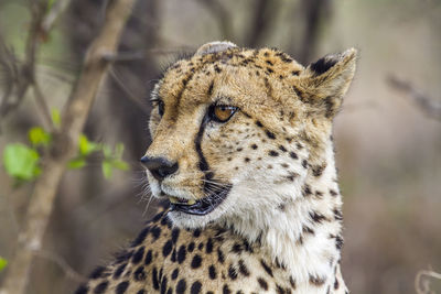 Close-up of cat looking away