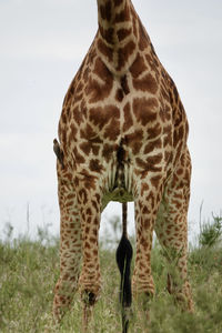 animal