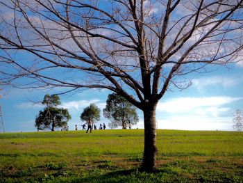 Bare tree on field against sky