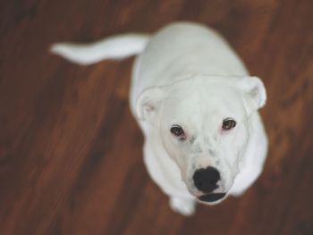 Portrait of a dog