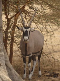 Portrait of horse standing on field