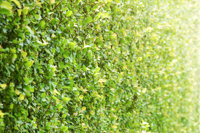 Full frame shot of plants