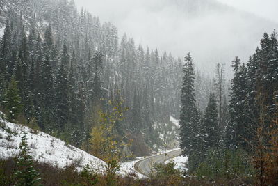 Pine trees in forest during foggy weather