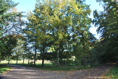 Road passing through forest