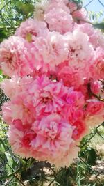 Close-up of pink flowers