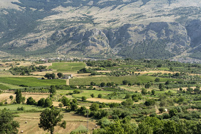 Scenic view of agricultural field