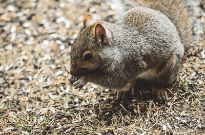 High angle view of rabbit on field