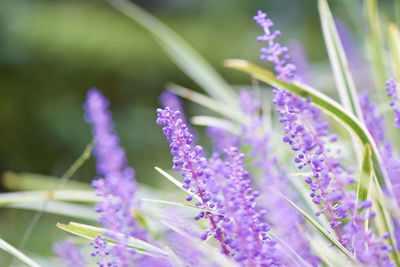 Close-up of purple flowering plant