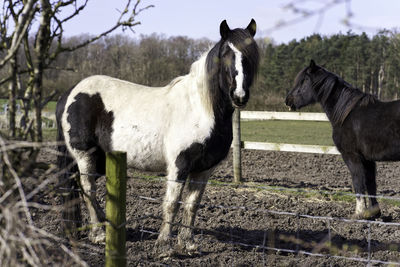 Horses standing in ranch