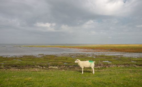 Horse standing in a field