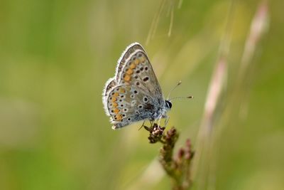 Close-up of butterfly pollinating flower