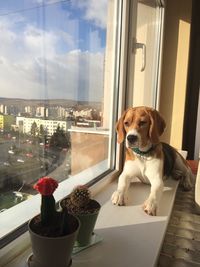 Dog looking through window at home