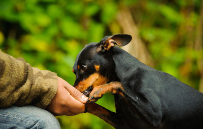 Close-up of man holding dog