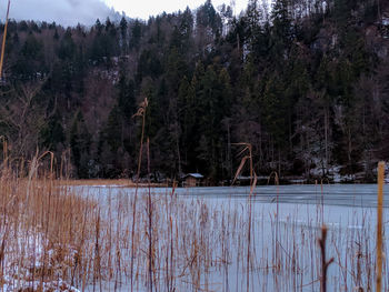 Scenic view of lake in forest during winter