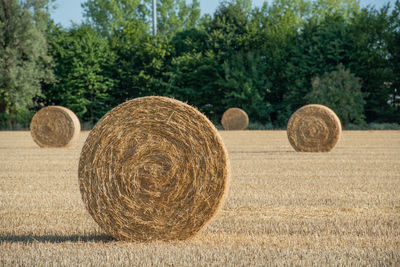 Haystacks on