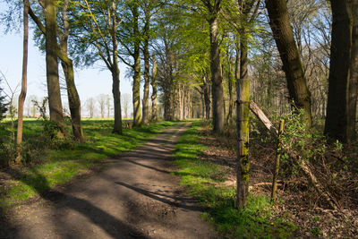 Footpath amidst trees in forest