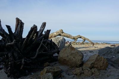 Rocks and brances on beach against sky