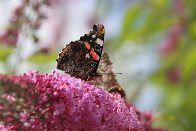 Close-up of butterfly pollinating on pink flower