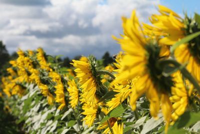 Sunflowers blooming on field