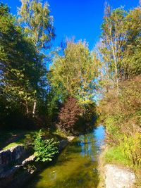 Scenic view of lake in forest against clear blue sky