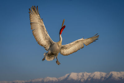 Low angle view of bird flying against blue sky