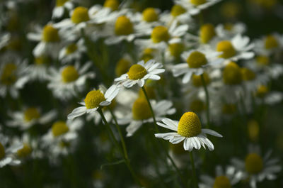 Close-up of white flowering plant