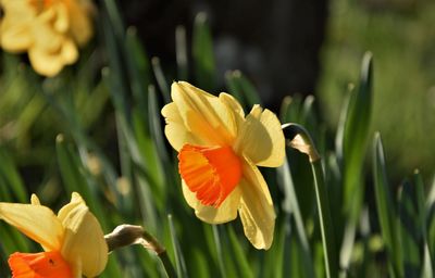 Close-up of yellow flowering plant on field