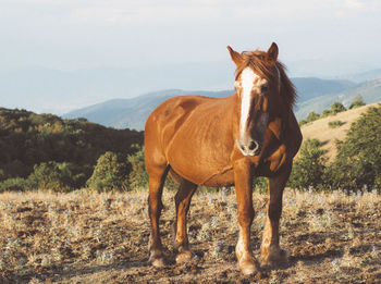 Portrait of horse standing on field against sky