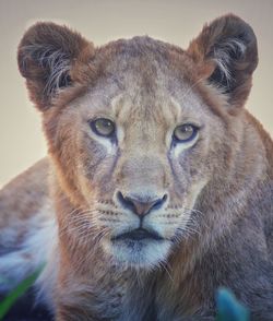 Close-up portrait of lion