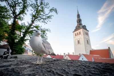 Seagull perching on a building