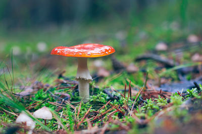 Close-up of fly agaric mushroom growing on field