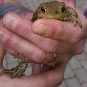 Close-up of cropped hand