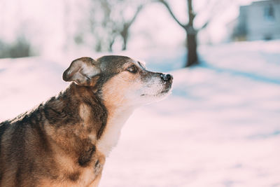 Close-up of dog