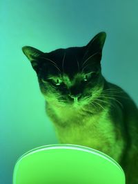 Close-up portrait of a cat over green background