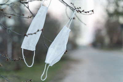 Close-up of white hanging on twig