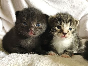 Portrait of kitten on bed